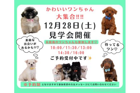 成約済の神奈川県のペキニーズ-357214の3枚目